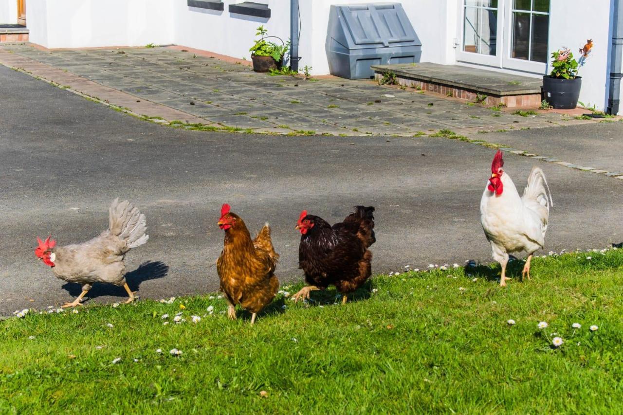 The Heights & Hollows Farmhouse, Saul, Downpatrick, Sleeps 14 Buitenkant foto