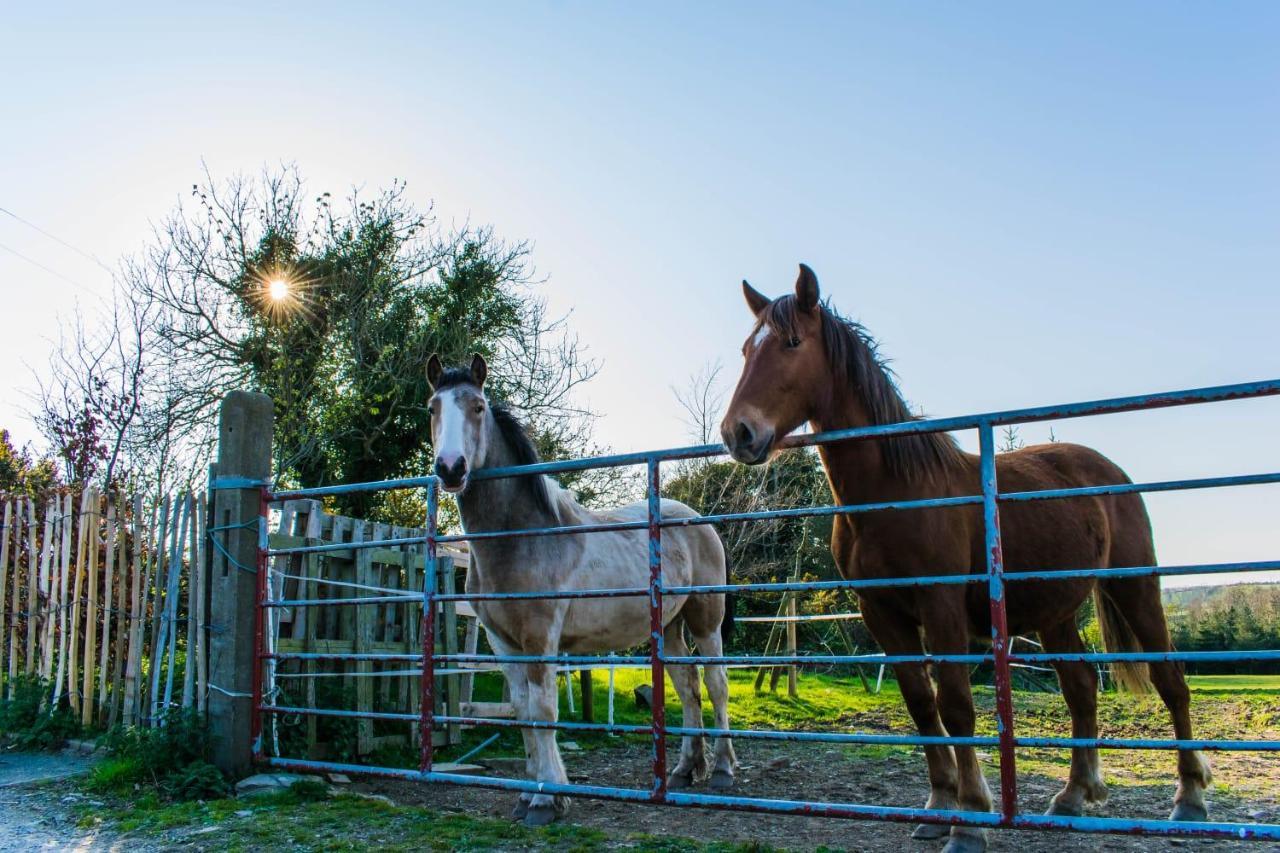 The Heights & Hollows Farmhouse, Saul, Downpatrick, Sleeps 14 Buitenkant foto